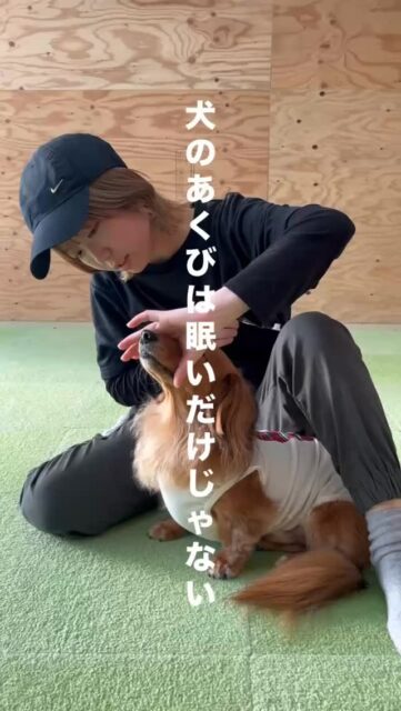 犬の“あくび”について。 あくびは眠いから、だけじゃありません

犬は、言葉を話せない代わりに 身体で気持ちを伝えています。
そのサインの中でも、とても誤解されやすいのが「あくび」

ちょっと不安なとき。 相手に“落ち着いて”って伝えたいとき。 ここから離れたいな…って感じているとき。
そんなとき、犬はそっと “カーミングシグナル”として あくびを使います。

例えば 舌を使った大きなあくび 「あぁ…」と声がつくあくび 目をぱちぱちさせながらのあくび

これらは 「助けて」 「無理です」 という強いSOSのサインだったりします。

また、舌先がくるっと丸くなるほどのあくびは、 ストレスがとても高い状態です。

さらに、 顔をそらす“ヘッドターン” が一緒に出たときは 「争う気はありません。距離をとりたいです。」 という精いっぱいのメッセージ。

もし愛犬が、 あくび＋声＋目のパチパチ＋顔そらし こんなセットを見せたら―― すぐにその場から離してあげてください。

犬の小さな「あくび」は、 実は大きな心の声です。
今日から、愛犬のあくびにも 耳を傾けてあげてくださいね。

#犬のあくび
#カーミングシグナル
#犬のボディランゲージ
#犬の気持ち
#犬との暮らし
#犬とのコミュニケーション
#ドッグトレーニング
#犬好きさんと繋がりたい
#愛犬との暮らし
#ハッピーランドハレルヤ
#アニマルウェルフェア
#アニマルウェルビーイング
#ウェルビーイング
#犬の保育園