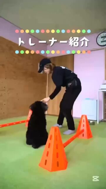 【ドッグトレーナー紹介🐕藤井みすず（@wss_inu）】

2001年生まれの23歳🐾
ドッグトレーナー4年目です！

まず！私はわんちゃんとトレーニングしている時間が本当に好きで、とっても楽しいです✨️✨️
この楽しさを皆様にも、わんちゃんにもお伝え出来るように日々励んでおります！
その子の性格をみながら、「楽しい！」を引き出すトレーニングを得意としています😌

好きな事は、
美味しいご飯屋さん探し、音楽を聴くことなど色々とあるのですが、1番は写真を撮ることです！
デジタルもフィルムカメラも使います📷
出かけた先で風景や人を撮るのも、何気ない日常を写真に残すのも好きです🌷

それと、私は人の笑いを取る事が好きなので
たまに変なこと言っちゃうかもしれませんが、
気軽に声をかけてくださると嬉しいです☺️

少しの｢困った…」を「楽しい！」に変えるお手伝いをしております！
わんちゃんとの毎日が、安心で、より楽しい時間になるよう全力でサポートしていきます✊🏻

これからもどうぞよろしくお願いいたします✨️
#犬の保育園 #アニマルウェルフェア #ハッピーランドハレルヤ #ドッグトレーナー #犬のしつけ