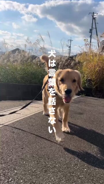 犬は言葉を話さない。
それでも、たくさん心を語っている。

耳が少し横に倒れて、 白目がちらっと見えるクジラ目。
 首をかしげて、口元はふわっと緩んで
 そのボディランゲージの一つひとつは、犬たちが私たちに送る“声なきメッセージ”。

「どういうこと？」を言葉で伝える人間と違って、 犬は体全部で気持ちを表します。 
視線で、姿勢で、動きで。 まるで全身で描く、美しい物語のように。

犬はお互いが争わないために、平和に暮らすために ボディランゲージという言語を進化させました。
 その仕草には、いつも“優しさ”が隠れています。

ある瞬間、 そっとこちらに向けられる視線や 小さな一歩に気づけたとき、 胸の奥がふっと温かくなることがあります。

「伝えようとしてくれているんだ」 「私のことをちゃんと見てくれているんだ」

犬の仕草は、いつだって真っ直ぐです。 もし愛犬の小さな変化に気づいたら、 それはあなたへの贈り物かもしれません。

ゆっくり受け取ってあげてください。 きっと、もっと深くつながれます。

#犬の気持ち #ボディランゲージ #犬の言葉 #犬の伝えたいこと #犬との暮らし #犬とのつながり #犬とのコミュニケーション #犬の行動 #犬のしぐさ #犬の表情 #犬好きさんと繋がりたい #愛犬との時間 #犬との信頼関係 #犬の学び #犬の保育園 #ドッグトレーナーの視点 #ハッピーランドハレルヤ
#アニマルウェルフェア
#ウェルビーイング
#アニマルウェルビーイング