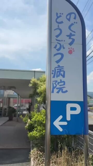 本日はのぐちどうぶつ病院さんでパピークラスでした。

のぐちどうぶつ病院のパピークラスでは、飼い主様と一緒に病院が“楽しい場所”になる一歩を作っています。

病院＝怖いところ？
そのイメージ、パピー期なら変えられます。
 病院は治療や予防を行う場所だからこそ、 どうしても痛みやストレスがかかる場面があります。

だからこそ── 院内で“楽しい経験”を積むことがとても大切。
嫌なイメージをやわらげ、 「病院＝怖い」から 「ここは安心できる場所」へ。

パピークラスでできること
● スタッフ・音・環境に“楽しく慣れる” ● 人・犬・道具など、社会化の基礎づくり ● 健康や子育ての疑問をその場で相談 ● 甘噛み・トイレ・お散歩の基礎を科学的に学べる

 パピー期は、一生の心をつくる時間
良い経験を積むことで、 未来の通院ストレスを大きく減らせます。

 毎月定期的に開催しているので、パピーを迎えられた方はぜひご一緒に参加されませんか？

日程のお問い合わせは、のぐちどうぶつ病院さんへ。

#パピークラス #子犬の社会化 #子犬育て #子犬トレーニング #パピートレーニング #犬のしつけ教室 #犬の保育園 #ハッピーランドハレルヤ #アニマルウェルフェア
#動物病院 #動物病院デビュー #病院嫌い予防 #病院好きに育てる #山口県 #山口市 #湯田温泉 #山口犬 #山口県の犬好きさんと繋がりたい
#のぐちどうぶつ病院 #のぐちどうぶつ病院パピークラス