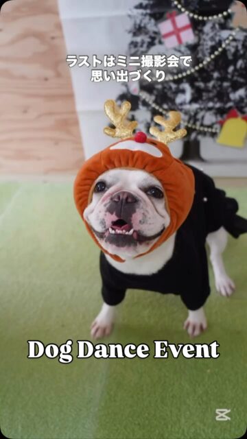 飼い主さんにもお越しいただき、12月7日 に初めてのドックダンスイベントを開催しました🎅
⁡
⁡
第1回目はフレブルちゃん、チワプーちゃんが参加してくれました🙌🏻

誘導のコツやおやつをあげるタイミングなどをレクチャーさせていただき、それぞれがお母さんと一緒に練習しながら１曲完成させることが出来ました✨️✨

最後にはミニ撮影会で思い出づくり
とっても可愛かったです🫶🏻
⁡
#犬の保育園  #ハッピーランドハレルヤ  #ドッグトレーナー  #アニマルウェルフェア  #ドックダンス  #ドッグダンスレッスン