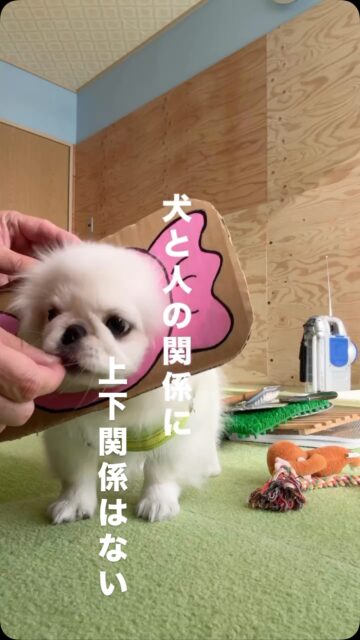 昔は正しいとされていたことが、今では違うことがあります。

その代表的なものが「犬と人との上下関係」

犬と人の関係に 上下関係は当てはまらないことが科学的にも数多く証明されています。

犬が見ているのは、 「この人は上か下か」ではなく

・いいことをしてくれる人？ ・それとも、なんだか怖い人？ ・信頼しても大丈夫？
という、とてもシンプルな視点。

いつも安心をくれる人には 「この人、信頼できそうだな」と感じ 時間をかけて、少しずつ絆が育っていきます。

反対に 理由もわからず怒られたり 突然怖いことをされると、どんなに築いたと思っていた絆も ある日、崩れてしまうことがあります。

大切なのは 「上下」ではなく どう接するか。
犬との関係は 支配ではなく、信頼でできています。

そもそも
人の上に立とうとする動物と、仲良くなんてなれないですよね。

 #犬との暮らし #犬の気持ち #犬と人の関係 #ドッグトレーニング #アニマルウェルフェア #犬に優しいトレーニング
#犬の気持ち #ボディランゲージ #犬の言葉 #犬の伝えたいこと #犬との暮らし #犬とのつながり #犬とのコミュニケーション #犬の行動 #ドッグトレーナーの視点 #ハッピーランドハレルヤ
#アニマルウェルフェア
#ウェルビーイング
#アニマルウェルビーイング