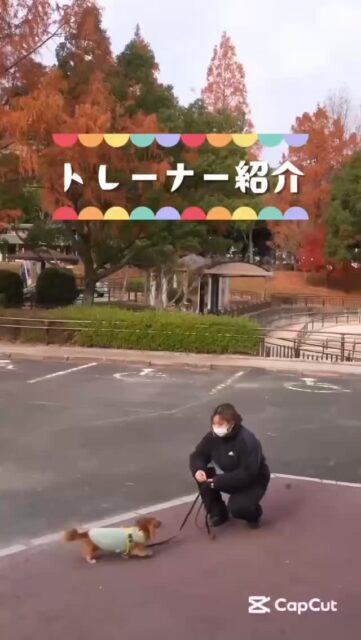 【トレーナー研修生🐕実川あゆは】

初めまして
9月から研修生として、ハッピーランドハレルヤでトレーナーの勉強をしている実川あゆはです。
2008年生まれの18歳です。

日々、先輩トレーナーから色んな事を学び、吸収しながら頑張っています。わんちゃんと関わることが大好きですが、まだまだ気持ちを読み取ってあげられない事が多いので、関わりの中でわんちゃん達の表情や行動で、細かいことにも気づいてあげられるよう成長していきたいと思います。

研修生ではありますが、癒しとパワーを沢山くれるわんちゃん達のために、一頭一頭と真剣に向き合い沢山経験を積み重ねて、わんちゃんと人が楽しく過ごせるお手伝いができるトレーナーを目指して頑張りたいと思います。
どうぞ、よろしくお願いします✨️

趣味はドライブ🚗³₃です！

まだ自分では運転できないけど、免許をとったら
大好きな海に自分の運転で愛犬をつれて遊びに行くのが楽しみです。

よく行く海はきららビーチです🏖
夕方行くと夕日と海がとても綺麗で癒されます。
落ち込んでいる時や、疲れた時に海に行くとリフレッシュでき、明日から頑張ろうと思えます😊

研修生としても、まだまだ未熟ですが、わんちゃんが大好きな気持ちは誰にも負けないので、これからアニマルウェルフェアやトレーナーの基礎など様々なことを学び、一生懸命頑張っていきますので、ぜひ成長を見守っていただけたら幸いです。

#犬の保育園 #アニマルウェルフェア #ドッグトレーナー 見習い