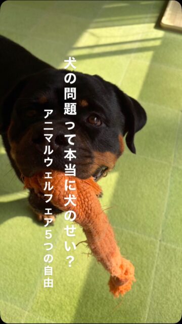 アニマルウェルフェア（動物福祉）
「5つの自由」について
 私たちは犬が安心して学べるトレーニングを大切にしています。 その土台になる考え方が、 動物福祉の「5つの自由」です
（より詳細な「５つの領域」という指標もあります）

① 飢えと乾きからの自由

ごはんやお水、休む時間が足りていないと、 犬は落ち着いて行動できません。 まずは『生活の土台が整っているか』を見ることが大切です。

② 落ち着ける環境がある（不快からの自由）

音・人・犬・におい・動き。 刺激が多すぎると、 犬は落ち着こうとしても落ち着けません。  犬に対して何かしら問題と感じる行動があるとき それは『落ち着ける環境ではない』 というサインであることも考えてみましょう。

③ 体の痛みや不調がない（痛み・傷害・病気からの自由）

吠える・噛む・逃げる。 それは 「わがまま」ではなく、 『自分を守るための行動』 のことも多くあります。

④ 犬らしい行動ができる（本来の行動ができる自由）

においを嗅ぐ、歩く、考える。 犬にとって 大切な時間です。
ガマンばかり続くと、 行動は不安定になります。

⑤ 怖がらせない（恐怖や苦悩からの自由）

怒鳴る、引っぱる、ムリにやらせる。 恐怖で行動を止めても、 安心は育ちません。
安心できるから、学べる。

犬の行動は、 犬の性格だけで決まるものではありません。
環境と関わり方で、行動は変わります。
犬が落ち着ける毎日をつくること。 それが 動物福祉を大切にした ドッグトレーニングです

#アニマルウェルフェア
#動物福祉
#5つの自由
#犬の福祉
#犬の気持ち
応用行動分析学
行動分析
ポジティブトレーニング
ハッピーランドハレルヤ
犬の気持ち
犬の行動学
犬の学習 アニマルウェルフェア
ウェルビーイング
アニマルウェルビーイング