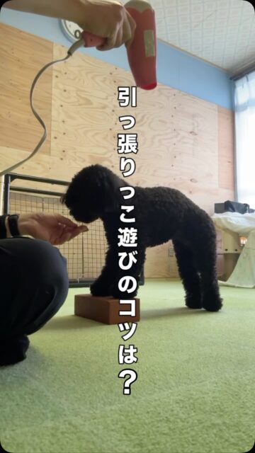 犬はなぜオモチャ遊びが好き？
答えはとてもシンプルです。
 本能的な「狩りの欲求」が満たされるから。

引っ張りっこ 追いかける 壊す 守る

これらはすべて、 「逃げる獲物を捕まえる」 狩りの一連の行動を再現した遊びです。
 こうした行動が安全に発揮できることは ストレスの発散や情動の安定につながっていきます

特に引っ張りっこは 興奮が高まりやすい遊び ですが

研究では 「犬に勝たせても支配的・反抗的にはならず、むしろ人と遊ぶ意欲が高まる」 ことが分かっています。

つまり ・最後はオモチャを渡して終わる方が満足度が高い ・人が力で奪う必要はありません

オモチャは 「噛む・引っ張る・考える」 犬の行動欲求を満たすための環境づくりの道具。

欲求が満たされることで、 問題行動は減り、 人と犬の関係はより安定していきます。

遊びは、動物福祉に基づいた、関係づくりなのです。

#犬の遊び
#犬のおもちゃ
#引っ張りっこ
#知育トイ #犬との暮らし
犬と人
信頼関係
問題行動予防 アニマルウェルフェア
犬にやさしい暮らし ウェルビーイング
アニマルウェルビーイング