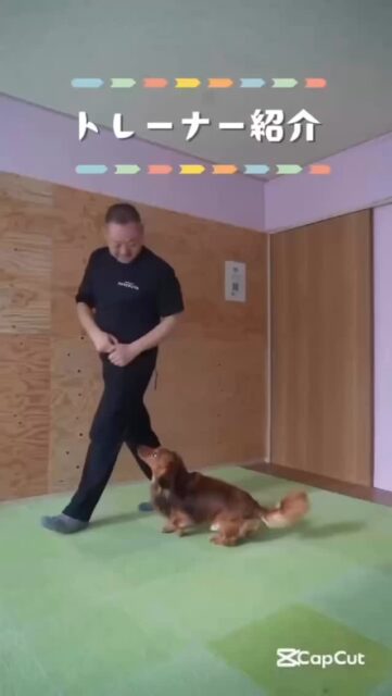 【ドッグトレーナー紹介🐕藤田かつとし】

ハッピーランドハレルヤ保育園 園長の藤田かつとしと申します。
21歳でトリマーとして動物業界に入り、気がつけば30年以上、動物たちと人のそばで仕事をしてきました。
 15〜16年前、アニマルウェルフェア（動物福祉）の考え方に出会い、ドイツへ渡るなど、国内外でさまざまな学びと経験を重ねてきました。
その後、約10年前に前事業所にて犬の保育園を立ち上げ、現在はご縁に恵まれ、ハッピーランドハレルヤにて保育園の管理・運営を行っています。

私の大きな夢は、「アニマルウェルフェアが日本のスタンダードになること」です。 わんちゃんたちをはじめ、すべての動物に対する優しい接し方や考え方が広がっていくことは、動物に関わる人だけでなく、私たち一人ひとりの心や暮らしそのものを豊かにすると信じています。
それは単なる知識ではなく、文化を育てていくことだと感じています。

その未来へ向かうために、今、目の前にいるわんちゃんと飼い主さま一人ひとりに、全力で向き合うこと。 その積み重ねこそが、社会を少しずつ変えていく一歩だと考えています。

学生時代から音楽が好きで、バンドではドラムを担当していました。 CD制作やライブツアーを行っていた時期もありますが、現在は仕事を優先しながら、細々と音楽を楽しんでいます。

これまでゴールデンレトリーバーと暮らしてきました。
すでに旅立ってしまいましたが、トレーナーとして、そして一人の人間として、多くの大切なことを愛犬から学びました。 次に迎えるときは、保護犬を迎えたいと考えています。

わんちゃんと人が、互いに安心し、信頼し合える関係を築けるよう、これからも丁寧なサポートを続けていきます。

#ハッピーランドハレルヤ
#犬の保育園 #アニマルウェルフェア #ドッグトレーナー #犬のしつけ