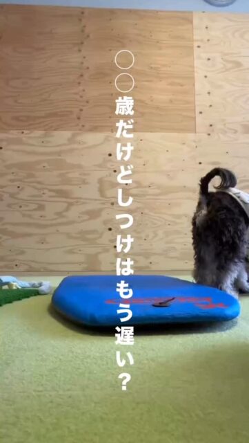 「〇歳だけど、しつけはもう遅いですか？」
答えは ぜんぜん遅くありません。

ちなみに うちの新規レッスンの最高齢は 13歳スタートです。 13歳からでも、新しいことはちゃんと学べます。

これを人で言うと… 「60歳だけど資格を取りたい」 「70歳から英会話を始めて、海外旅行で会話したい」 というのと同じ。 無理じゃないですよね。

学習は、生きている限り続くもの。 学ぶのに、年齢制限はありません。

そして 愛犬に「困った行動」があるなら たいていの場合、 犬も困っています。

だったら 今からでも、手を差し伸べてあげましょう。
手を差し伸べるのに、年齢は関係ありません。

ハッピーランドハレルヤ
犬の保育園
#犬の学習 #しつけは一生 #何歳からでも #学習に年齢制限なし #行動は学習
シニア犬 高齢犬トレーニング シニア犬でも大丈夫 何歳からでもトレーニング 老犬ライフ
アニマルウェルフェア アニマルウェルビーイング
ウェルビーイング