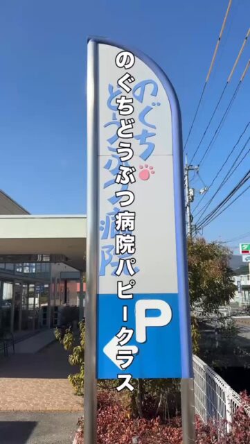 本日はのぐちどうぶつ病院さんでパピークラスでした。

のぐちどうぶつ病院のパピークラスでは、飼い主様と一緒に病院が“楽しい場所”になる一歩を作っています。

病院＝怖いところ？
そのイメージ、パピー期なら変えられます。
 病院は治療や予防を行う場所だからこそ、 どうしても痛みやストレスがかかる場面があります。

だからこそ── 院内で“楽しい経験”を積むことがとても大切。
嫌なイメージをやわらげ、 「病院＝怖い」から 「ここは安心できる場所」へ。

パピークラスでできること
● スタッフ・音・環境に“楽しく慣れる” ● 人・犬・道具など、社会化の基礎づくり ● 健康や子育ての疑問をその場で相談 ● 甘噛み・トイレ・お散歩の基礎を科学的に学べる

 パピー期は、一生の心をつくる時間
良い経験を積むことで、 未来の通院ストレスを大きく減らせます。

 毎月定期的に開催しているので、パピーを迎えられた方はぜひご一緒に参加されませんか？

日程のお問い合わせは、のぐちどうぶつ病院さんへ。

#パピークラス #子犬の社会化 #子犬育て #子犬トレーニング #パピートレーニング 犬のしつけ教室 犬の保育園 ハッピーランドハレルヤ アニマルウェルフェア
動物病院 動物病院デビュー 病院嫌い予防 病院好きに育てる 山口県 山口市 湯田温泉 山口犬 山口県の犬好きさんと繋がりたい
のぐちどうぶつ病院 のぐちどうぶつ病院パピークラス