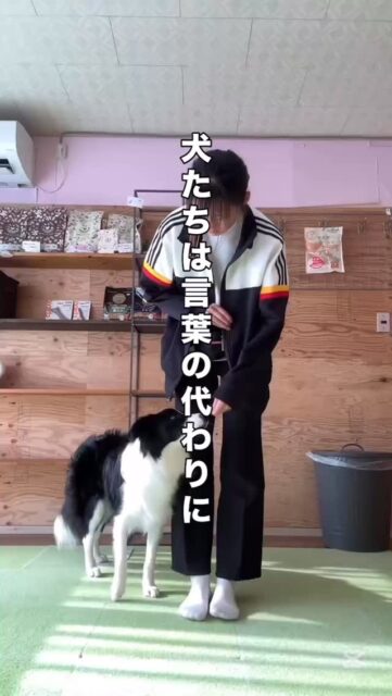 犬同士を会わせる前に知ってほしいこと

「社会化のために犬同士を会わせましょう」 よく聞く言葉ですが、会わせること自体が社会化ではありません。

犬にとって怖かった・逃げられなかった経験は強く記憶されます。
その積み重ねが、吠え・唸り・攻撃性として現れることもあります。

＿＿＿＿

よくやってしまうNG例
① 「フレンドリーな犬だから大丈夫」 → うちの子が平気でも、相手が平気とは限りません。もちろんその逆も同じ。

② 逃げ腰なのに「そのうち慣れる」と近づける → 逃げられない経験はより恐怖学習を強めます

③ 犬同士を挨拶させるのが当たり前だと思っている → 犬にとって挨拶は義務ではありません

④「社会化＝たくさんの犬と遊ばせる」と思っている → 社会化は量ではなく『質と安心感』

＿＿＿＿

◎ 代わりに大切にしたいこと
✔︎ 見るだけ・距離をとる ✔︎ 近づくかどうかを犬に選んでもらう ✔︎ 嫌なサインが出たらすぐ離れる ✔︎ 「何も起きなかった」経験を積み重ねる

大切なのは 「この子も相手もお互いに楽しめている？安心できてる？」

犬同士の挨拶は、頑張るものではなく守ってあげるものです。  
ハッシュタグ例
#犬の社会化
#子犬育て
#犬の行動学
#アニマルウェルフェア
#犬の気持ちを尊重
無理しない犬育て
ドッグトレーニング