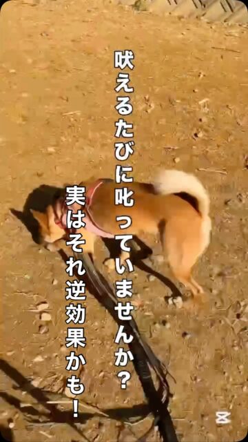 「しょっちゅう吠えるので、その度にちゃんと叱っています。 でも全然やめないんです…」
とてもよく聞くご相談です。

・叱られている意味がわからないのか ・反省していないのか ・私が舐められているのか

そう感じてしまう気持ち、無理もありません。
でも、行動分析学の視点で見ると、 ここにとても大事なヒントがあります。

吠える ↓ 人が反応する（叱る・声を出す・近づく） ↓ 吠えがやめない

つまり 行動が維持されている＝その行動は「強化されている」 と考えます。

ここで重要なのは、 「どんなつもりで叱ったか」 「ちゃんと教えたつもりか」 は、実は関係ないということ。

行動が増えた・続いている＝その行動は強化された
これが行動の世界の大原則です。

吠え→ 叱られる（人が反応する）

この「叱られる」が、 その子にとっては 
✔ 注目してもらえた ✔ 声をかけてもらえた ✔ 関わってもらえた

という強化子になっていることも、実はとても多いのです。
「褒めたつもりはない」 「むしろ叱っている」

それでも、 何が嬉しい・楽しい・大好きかを決めるのは犬側。
こちらの気持ちは関係ありません。 相手がどう受け取ったかが、すべて。

だからこそ大切なのは 「吠えたあと、何が起きているか？」 を冷静に観察すること。

行動は、性格でも上下関係でもなく 結果で選ばれています。

吠えをやめさせたいなら 「叱る」前に 「その行動、何が起きて強化されている？」 ここから一緒に考えてみましょう。

#犬の吠え
#ハッピーランドハレルヤ #アニマルウェルフェア
#犬のしつけ
#しつけの悩み
犬育て
行動分析学
ドッグトレーニング
犬の気持ち
犬との暮らし
犬の学習
犬は結果で学ぶ
叱らないしつけ
褒め方のコツ
動物福祉