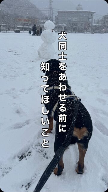 犬同士を会わせる前に、知っておいてほしいことがあります。
社会化のために犬同士を会わせましょう、という言葉はよく耳にします。 ただ、会わせるという行為そのものが社会化になるわけではありません。

犬にとって怖かった経験や、逃げたくても逃げられなかった状況は、強く記憶に残ります。
そうした体験が重なると、吠える、唸る、攻撃的に見える行動として表に出てくることがあります。

＿＿＿＿
よく見かける、ついやってしまいがちな関わり方があります。

①フレンドリーな犬だから大丈夫、と思ってしまうこと。
自分の犬が平気でも、相手の犬が同じとは限りませんし、その逆もあります。

②逃げ腰なのに、そのうち慣れるだろうと距離を詰めてしまうこと。
逃げられない状態は、恐怖を学習させやすくなります。

③犬同士は挨拶をするものだと考えてしまうこと。
犬にとって挨拶は義務ではありません。

④社会化とは、たくさんの犬と遊ばせることだと思い込んでしまうこと。
社会化は数ではなく、どんな経験だったか、どれだけ安心できたかが残ります。

＿＿＿＿＿

代わりに大切にしたいのは、無理に近づけないことです。
見るだけで終える、距離を保つ。近づくかどうかを犬自身が選べるようにする。
嫌だというサインが出たら、すぐに離れる。

そして、何も起きずに終わった経験を重ねていくこと。
この子も、相手の犬も、今の状況を楽しめているか。
安心できているか。

その視点を手放さないことが、何より重要です。
犬同士の挨拶は、頑張ってさせるものではありません。
守ってあげるものなのです。

#ドッグトレーニング
#ハッピーランドハレルヤ
#アニマルウェルフェア
#犬の社会行動
#犬のストレスサイン
犬の心を守る