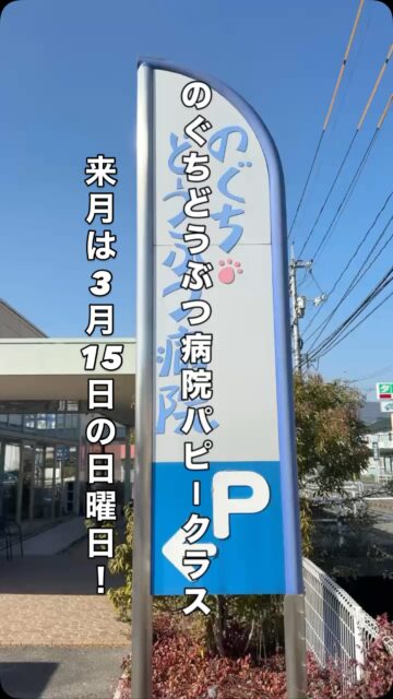 2月も、のぐち動物病院さんのパピークラスにご参加いただいた皆様、ありがとうございました。

パピー期は、お悩みが尽きない時期ですね。 これまでワンちゃんと暮らした経験があっても、子犬は成犬とはまた違い、戸惑うことも多いのではないでしょうか。

・トイレがなかなか安定しない ・甘噛みが強くて困っている ・夜泣きやお留守番が心配 ・お散歩デビューはどう進めたらいい？ ・社会化って何をすればいいの？
そんな疑問や不安に、パピークラスで一緒に向き合います。

＿＿＿＿

【パピークラスでできること】 ● スタッフ・音・環境に“楽しく慣れる”体験 ● 人・犬・道具などへの社会化の基礎づくり ● 健康や子育ての疑問をその場で相談できる ● 甘噛み・トイレ・お散歩の基礎を科学的に学べる
パピー期は、一生の「心の土台」をつくる大切な時間です。 この時期に良い経験を積み重ねることで、将来の通院ストレスを大きく減らすことにもつながります。
パピークラスは毎月定期的に開催しています。 子犬を迎えられた方、ぜひご一緒に参加してみませんか？

次回のパピークラスは
３月１５日(日)14:00〜
予定しています。

日程のお問い合わせは、のぐちどうぶつ病院さんへお願いいたします。

#パピークラス #子犬の社会化 #子犬育て #子犬トレーニング #パピートレーニング 犬のしつけ教室 犬の保育園 ハッピーランドハレルヤ アニマルウェルフェア
動物病院 動物病院デビュー 病院嫌い予防 病院好きに育てる 山口県 山口市 湯田温泉 山口犬 山口県の犬好きさんと繋がりたい
のぐちどうぶつ病院 のぐちどうぶつ病院パピークラス