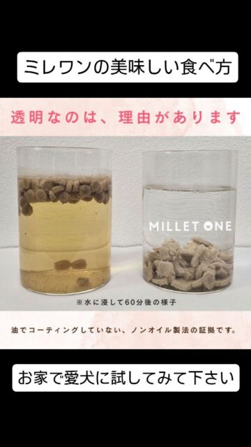 お湯を注ぐだけで、あの子の瞳がキラキラ輝きだす

「最近、あんまり食いつきが良くない…」
「毎日のご飯、もっと喜んでほしい」
「でも、ウェットフードを準備するのは少し大変…」

そんな飼い主様と愛犬にこそ体験してほしい、ミレワンだけの新しいスタイル。
ドライフードの手軽さはそのままに、素材の旨味を呼び覚ます「炊きたて」レシピのご提案です。

秘密は、ドッグフードを「炊きたて」に戻すこと。
お湯を注いだ瞬間、ノンオイルの粒から鰹出汁の香りがふわ〜っと広がります。
それはまるで、炊きたてのご飯のような優しい香り。
トコトコと近づいてくるあの子の足音が、幸せな食事の合図です。🐾

「いつも同じご飯で飽きてきたかな？」という時も、このひと手間で特別な「ごちそう」に変わります。

こんな日の「一杯」におすすめです
【朝】水分補給を兼ねたい朝の食事に
寝起きの身体に優しく水分を届けます。

【変】食欲にムラがある時のアクセントに
お出汁の香りが、あの子の「食べたい！」を刺激します。

【寒】寒い日の身体をいたわる温かい食事に
お腹の中からじんわり温まる、優しさを。

愛犬のことを想う、安心の品質
・0歳（パピー）からシニアまでOK
・国産・厳選素材の総合栄養食
・手でパキッと割れる「8等分設計」（トッピングにも便利！）

愛犬と一緒に「美味しい香り」を感じる、幸せな時間を過ごしませんか？

ミレワンは、犬の保育園はもちろん、ペットランドあつまれ山口店・宇部店、waRmthなどでも販売中。インターネットからも購入できます。

#犬の保育園#ミレワン#ハッピーランドハレルヤ