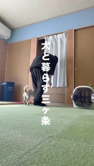 犬と暮らす飼い主 三か条
① 犬が幸せで、最後まで大切にされること�命は「今」だけではなく「最期」まで。�かわいい、楽しい、だけでなく�年を重ねたその日も支え続ける覚悟を。

② 飼い主が犬との暮らしを楽しんでいること�しつけに追われる毎日よりも、�「うちの子、最高だな」と笑える毎日を。�その気持ちは、ちゃんと犬に伝わります。

③ 周囲に迷惑をかけないこと�排泄物の放置、ノーリード、吠え声…。�「犬の問題」に見えることも、�実は人の行動がつくっていることが多い。

＿＿＿＿＿

犬と暮らすということは、�社会の中で暮らすということ。

例えば、ご近所へのちょっとした挨拶が、�いざという時の理解や支えになることもある

犬も人も、地域の一員。�だからこそ、犬にも人にも社会にも優しくありたいですね

#犬と暮らす�#飼い主の責任�#犬のいる生活�#社会化�#地域とつながる�ドッグトレーニング