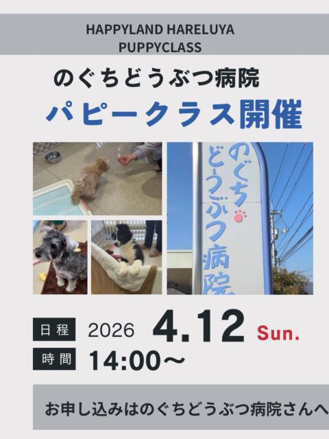 のぐちどうぶつ病院パピークラス
4月の開催日が「4/12(日）14:00」で決定致しました

子犬を迎えると、いろんなお悩みが出てきます
・トイレを指定の場所でできないのだけども
・手足を甘噛みしてとても困っている
・飛びつきが多くて今後のことが心配になる
・お散歩についてどうすれば
・他の人や犬たちとも仲良くできるようにしたい

パピークラスでは
そんなお悩みをスッキリさせるのはもちろん
犬との暮らしを豊かにする情報が盛りだくさん

愛犬と飼い主さんとご参加いただき
一緒にレッスンも行います

もちろん、ご家族でのご参加も大歓迎です
参加枠に上限がありますので、お早めのお申し込みをお勧めします

◽️日時：2026.4.12(日）
◽️場所：のぐちどうぶつ病院
◽️参加費：1,980円
◽️参加上限月齢：生後２〜7ヶ月ぐらいまで
（参加については、のぐち先生とご相談ください）
◽️申し込み方法：のぐちどうぶつ病院まで

のぐちどうぶつ病院
◽️住所：山口市吉敷下東4-1-5
◽️HP: https://sharara.life.coocan.jp/

＿＿＿＿＿＿＿＿＿＿

【パピークラスでできること】 
● 人・音・環境に“楽しく慣れる”体験 ● 人・犬・道具などへの社会化の基礎づくり ● 健康や子育ての疑問をその場で相談できる ● 甘噛み・トイレ・お散歩の基礎を科学的に学べる

パピー期は、一生の「心の土台」をつくる大切な時間です。 この時期に良い経験を積み重ねることで、将来の通院ストレスを大きく減らすことにもつながります。

#パピークラス #子犬の社会化 #子犬トレーニング #パピートレーニング #犬のしつけ教室 犬の保育園 ハッピーランドハレルヤ アニマルウェルフェア
動物病院 病院好きに育てる 山口県 山口市