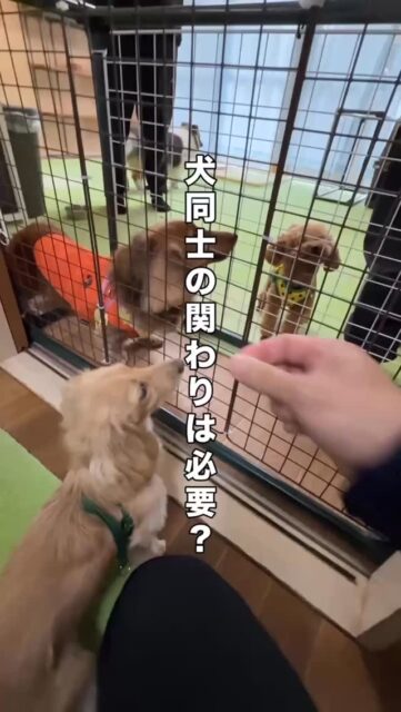 Q：犬同士で触れ合いのない生活は、犬にとって不幸なのでしょうか？

動物福祉の考え方の中には、「同種との関わり」が大切だという視点があります。
たしかにその通りです。

ただ、大事なポイントが2つあります。

①その子自身が「本当に他の犬と関わりたいと思っている？」
②犬だからといって、どんな相手とも仲良くできるわけではない

犬にも私たちと同じように、好き・苦手があります。
そして本来は、「関わるかどうかを選べること」そのものがとても大切です。

もしその子が他の犬との関わりを望んでいないのであれば、無理に触れ合わせることは、
かえって強いストレスになることもあります。

ただ一方で、苦手意識が強すぎると、散歩中のすれ違いなど日常生活で困る場面が出てくるのも事実です。
だからこそ目指したいのは、「仲良くさせること」ではなく、「気にせず過ごせること」。

近くに他の犬がいても、相手が何もしてこなければ動揺せずにいられる。
まずはそこを目標に、少しずつ苦手意識を軽くしていく。
その過程の中で、「この子なら大丈夫」と思える相手に出会えたとしたら、それはとても素敵なことです。
＿＿＿＿＿＿＿＿＿＿

そして、もうひとつ大切にしてほしいことがあります。

犬にとって本当に重要なのは、よく知らない犬や人とのコミュニケーションよりも、
日々一緒に過ごしているご家族との関わりです。

私たちが考えるトレーニングは、無理やり何かをさせることではありません。
その子にとって「いいこと」を増やしていくことです。

ご家庭の中での関わり方や、飼い主さんのボキャブラリーが増えるほど、犬の毎日はより安心できて、より楽しいものになっていきます。

「犬とはどういう存在なのか」
身近だからこそ見落としがちなその問いに向き合うことが、
愛犬の幸せにつながっていきます。

飼い主さんの想いや探究心が、
その子にとってのより良い暮らしをつくっていくはずです。���#犬のしつけ�#犬の社会化�#犬の気持ち�#ドッグトレーナー�#犬との暮らし