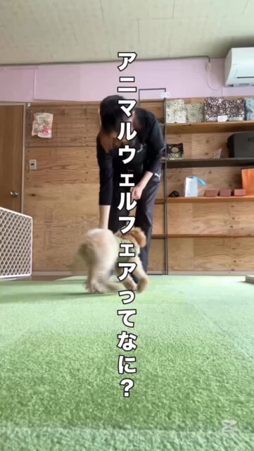 アニマルウェルフェアの指標
「ファイブドメインモデル」

少し難しそうに聞こえるけど、実はとてもシンプルな考え方です。

「この子、今幸せかな？」と考えるためのヒント。

ちゃんとごはんは足りているかな
安心して休める場所はあるかな
体に痛いところはないかな。

そしてその上で、その子らしく過ごせているかどうかも大切なポイントです。

でも、本当に大事なのは

リラックスできているのか
楽しいと感じているのか
それとも少し不安やストレスを感じているのか。

こうした気持ちは、勝手に生まれるものではなくて、日々の環境や関わり方の積み重ねでつくられていきます。

我慢ばかりの毎日や、自由の少ない生活、怖い思いが多い環境では、不安やストレスが増えていく。

逆に、安心できる場所があって、
自分で選べる余白があって
楽しい経験が積み重ねていく
充実した日々は、幸せを作る
そうすれば人が困る問題も減っていきます

その子の“毎日”をどう整えるか。
今日も明日も楽しい
そんな日々であればいいですね

#アニマルウェルフェア
#犬のいる暮らし
#犬のしつけ
#ドッグトレーニング
#犬の気持ち