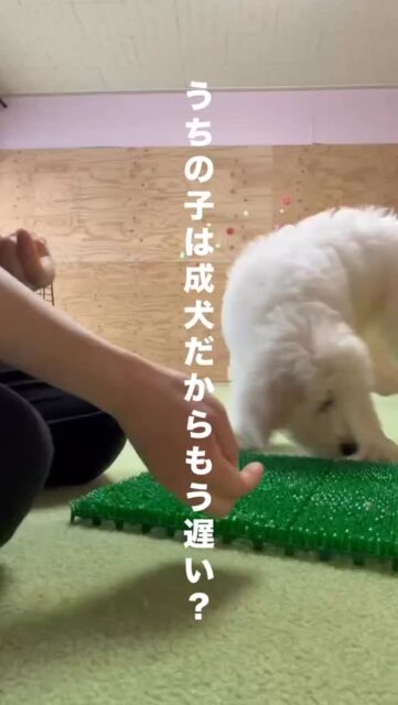 よくいただくご質問です。
「〇〇歳（〇〇ヶ月）だけどしつけはもう遅いでしょうか？」

この言葉の奥には
・もう新しく学べないのでは？・この問題は治らないのでは？
そんな不安があるように感じます。

答えはシンプルです。
「いつからでも遅くない」

＿＿＿＿＿

実際に当施設では13歳からレッスンを始めた子もいます。
そこから新しいことを学び、飼い主さんのサポートの中で毎日を生き生きと過ごしています。

これを、人に置きかえるとどうでしょう？

・60歳で学びたいことができた・30歳から英語を始めたい・45歳で新しい道を覚えたい・35歳でスマホを使いこなしたい

「もう無理ですか？」とはなかなか思わないですよね。

＿＿＿＿＿

行動とは「学習」です。学習は、生きている限り続きます。
毎日まったく同じ1日はなく環境も情報も変わり続けています。
私たちは常に新しいことを学び続けています。

そして私たちが提供する学びは犬たちにとって「楽しいもの」です。
楽しみが増えると自然と行動は変わっていきます。

それはただ、お困りごとが減るだけでなく
お互いの生活の質を高めることにつながります。

＿＿＿＿＿

その子の中にある可能性はまだまだ眠っています。
引き出してあげることで思いもよらない一面に出会えます。

犬たちにチャンスをあげよう。

＿＿＿＿

#犬のしつけ#犬のトレーニング#シニア犬#犬の保育園#ハッピーランドハレルヤ