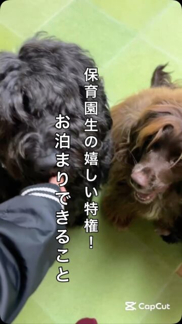 保育園生の嬉しい特権☺️
それは、保育園にお泊まりできること。

いつも通っている保育園の延長でのお泊まりなので、わんちゃんのストレスも少なく、安心してお預けいただけます。

日中は保育園で、お散歩したり、トレーニングしたり！
夜はぐっすりおやすみ💤

仕事で忙しい飼い主様は、出張の時も安心！
家族で海外旅行✈️の時も、安心！
特に大型犬など、なかなか気軽にまわりに預けられない方も安心！
冠婚葬祭など急な予定が入っても安心！

保育園は第二のお家🏠

こんなときのために、保育園に日頃から通っていただく意味があります。わんちゃんにストレスのない形で、いつもの保育園の延長で、そのままお泊まりしてもらえるような環境づくりを心がけています。

ぜひ、保育園をこんな形でもご利用下さい♪

#犬の保育園 #アニマルウェルフェア #ハッピーランドハレルヤ #ドッグトレーナー #ペットホテル