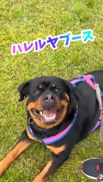 🐾＼犬の保育園ハッピーランドハレルヤが「わんだふる山口2026」に初出店！／🐾
4月18日（土）・19日（日）開催の西日本最大級ドッグイベント「わんだふる山口2026」に、アニマルウェルフェアを実践する犬の保育園「ハッピーランドハレルヤ」が初出店します！会場は、山口市阿知須・山口きらら博記念公園。
全国から人気ブランドやドッグアイテムが集結する、年に一度の大型ドッグイベントです🐶✨

国内外のドッグフードメーカーや人気のドッグアイテム、ドッグウェアブランドなど、ペット業界の注目ブランドが一堂に集結！テレビ山口（tys）とのコラボ企画や、わんちゃんと一緒に楽しめる体験型プログラムも盛りだくさんの、全国屈指のドッグマルシェイベントです。

会場では、西日本の絶品グルメが揃うキッチンカーコレクションや、家族で一日中遊べる大型キッズフェスも同時開催。さらに、国内トップレベルの技を間近で観戦できるフリスビードッグ大会や、より安全にリニューアルされたドッグラン、愛犬との思い出を残せる映えるフォトスポットなど、ワンコと飼い主さんが「非日常」を心ゆくまで満喫できるコンテンツが目白押しです。

🔶 犬の保育園ハッピーランドハレルヤの出店ブースでは…
✔️ わんちゃん同乗OKのキャンピングカーを展示！当日ご予約の方には嬉しい特典あり♪
✔️ プロのドッグトレーナー×獣医師による「愛犬健康寿命フィットネス体験会」を開催
✔️ 保育園でも大人気の、愛犬の健康を支えるごはん「ミレワン」のこだわりフードの試食体験を実施中！さらに、ブースへお越しの方には発売前の「芋屋金次郎」コラボおやつをプレゼントします。
🐶 さらに！今年の「まて！グランプリ」は犬の保育園 ハッピーランドハレルヤが冠スポンサー！　イベント2日目（4月19日）の14:00から開催される、毎年大人気のプログラム「まて！グランプリ」は、今年から『犬の保育園 ハッピーランドハレルヤ PRESENTS まて！グランプリ』として登場！
シンプルだけど奥が深い、“まて”が長くできた子が勝ちというルールの中、予選を勝ち抜いたお利口なわんちゃんたちが優勝をかけて白熱バトルを繰り広げます。
👑 優勝者にはなんと…ミレワン1年分のフードをプレゼント！
会場で繰り広げられる、わんちゃんたちの可愛い真剣勝負をぜひお楽しみに♪

－－－－－－－－－－－－
📅 開催日：2026年4月18日（土）・19日（日）
🕙 時間：10:00～16:00
📍 場所：山口きらら博記念公園（山口県山口市阿知須）
🎟 前売り大人1000円、子供500円。当日大人1200円、子供600円。
※前売りは全国のローソン等で好評発売中。　
※ミレワンブースは入場口手前に出店していますので、入場無料でお越しいただけます。
https://www.wonderful-dogfes.com/yamaguchi
－－－－－－－－－－－－
愛犬との絆がもっと深まる2日間。スタッフ一同、皆さまとわんちゃんにお会いできるのを楽しみにしております！
#MILLETONE #ミレワン #わんだふる山口 #まてグランプリ #犬イベント 山口イベント ドッグフード 無香料ドッグフード アニマルウェルフェア キャンピングカー展示 ドッグトレーニング tysコラボ 山口きらら博記念公園