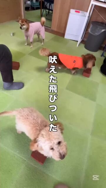 その行動が強くなる原因は？

最初は、ただの偶然だったかもしれません。
吠えた、飛びついた、要求した。
でも、それがくり返されているなら、そのあとに必ず「何か」が起きています。

・声をかけた
・見た
・反応した

実はこれだけでも、犬にとっては「ごほうび」になることがあります。
たとえ叱っていても同じです。

「反応してもらえた」＝成功

行動は、やったあとに起きたことで強くなります。

では、どうするか？
・落ち着いている時に反応する
・望ましい行動に積極的に関わる

犬たちは、私たちの“反応”に良くも悪くも素直に応えています。

大好きな人からの注目は、その行動を強めます。

だからこそ、やってほしくない行動ではなく

・やってほしい行動
・望ましい行動
・何もしていない落ち着いた状態

に注目していくことで、問題解決の糸口が見えてきます。

#犬の行動学
#ポジティブトレーニング
#強化と学習
#犬との関係づくり
#問題行動改善
