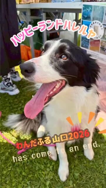 2026年4月18日・19日の2日間にわたり開催されました「わんだふる山口2026」。当園ハッピーランドハレルヤがメインイベントの冠スポンサーを務めた「まてグランプリ」をはじめ、ミレワンとの共同ブースにも大変多くの方にお越しいただき、誠にありがとうございました😊

#犬の保育園 #アニマルウェルフェア #ハッピーランドハレルヤ #ドッグトレーナー #わんだふる山口