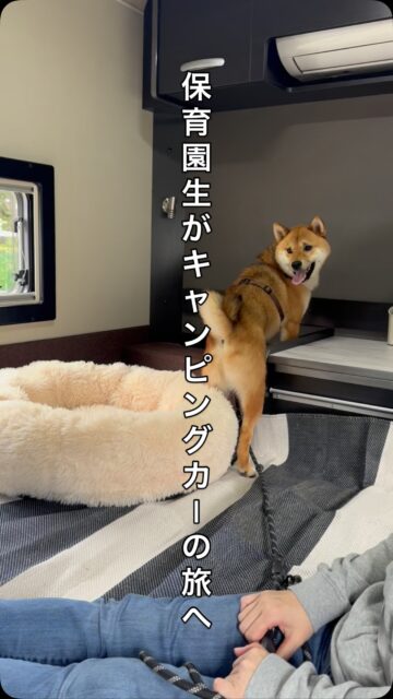 保育園生のもずくちゃんが、キャンピングカーの旅へ！
車内でも旅先でも、とってもいい子にしてくれたと飼い主様。
素敵な思い出ができてよかったです♡ 日頃のトレーニングの成果が発揮できて嬉しいです。

キャンピングカーをレンタルできる、キャンタル山口で検索してみて下さい♪#犬の保育園 #キャンピングカーレンタル
#キャンタル山口
#キャンピングカー