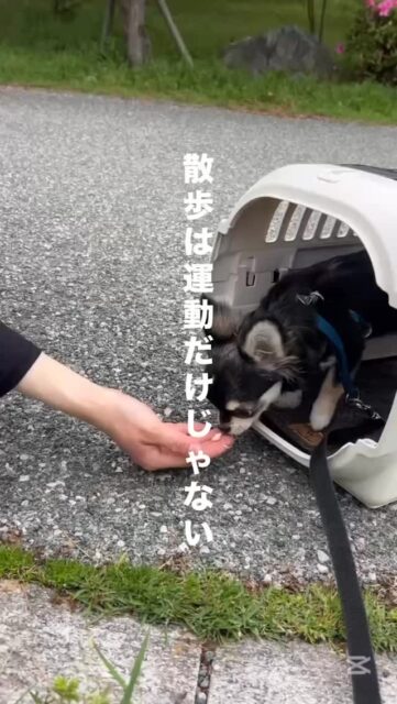 毎日の犬のお散歩。実は「歩く」こと以外にも、犬にとって大切な楽しみがたくさん詰まっています。

匂いを嗅いだり、立ち止まって周りを見たり。 
犬はそういった小さな“選択”を繰り返しながら、外の世界を経験しています。

匂い嗅ぎは、犬にとってのSNSやニュースのようなもの。
「今日は誰が通ったのかな？」と、熱心に情報を集めているんです。 
たまに立ち止まって犬の“情報収集”に付き合ってあげると、それだけでお散歩の満足度がぐっと上がります。

そして、他の犬との関わり方も少し見方を変えてみると面白いかもしれません。
 遊んだり挨拶したりしなくても、ただ“落ち着いて一緒に歩く”だけで、犬同士の立派なコミュニケーションになります。
「近くに他の犬がいても、落ち着いて過ごせる」という経験が増えると、お散歩中の引っ張りや興奮が自然と落ち着いてくることも多いです。
「ちゃんと歩かせなきゃ」と頑張るのを少しお休みして、犬が自分で動ける“余白”を作ってみませんか？ 
行動の選択肢を持てるだけで、お散歩はもっと豊かで、安心して楽しめる時間になるはずです。
#犬の保育園 #アニマルウェルフェア #ハッピーランドハレルヤ #ドッグトレーナー #犬のしつけ
