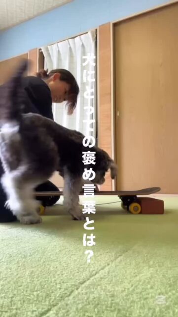 犬にとって「おりこう」ってどんな意味？

愛犬を褒めるとき「おりこう」や「いいこ」などの褒め言葉

最初は犬にとって 「全く意味を持たない、ただの音」 だってご存知ですか？

ではなぜ、褒め言葉をかけられると、あんなに喜ぶようになるのか？
それは、毎日の生活の中で 言葉と「嬉しいこと」が結びついたから です

「おりこう」という言葉が出るたびに…
・ 飼い主さんが優しく微笑んでくれる
・フードやおやつがもらえる
・一緒に遊んでくれる
・優しく撫でてくれる

こうした経験を繰り返すうちに、
犬は「『おりこう』＝必ずイイコトが起きる合図だ！」と学習します。

最初はただの音が、飼い主さんの愛情のおかげで「魔法の言葉」に育った証拠ですね

犬を怖がらせず、「またやりたい！」というワクワクを引き出すこと。
これが、心に寄り添うトレーニングのコツです

今日愛犬を褒めるときは、
ぜひ言葉と一緒に「とびきりの笑顔」や「おやつ」をセットにしてみてくださいね

#ドッグトレーニング #ドッグトレーナー #犬のいる暮らし #犬のしつけ #いぬすたぐらむ 犬の気持ち 動物福祉 褒めて伸ばす 犬との暮らし