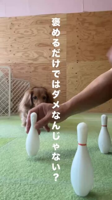 愛犬に「叱る」しつけは本当に必要？

よくある誤解
「褒めるだけじゃダメ？」
「反抗する犬には力で言うことを聞かせないと」

そう思っている方は少なくありません。
でも、そもそもなぜ犬は「反抗する犬」になってしまうのでしょうか。
＿＿＿＿

実例：生後4か月の柴犬
「怒りながら血が出るほど噛んでくる」という相談がありました。
原因は、しつけ本に従った罰の実践でした。

* 悪いことをしたら叩く
* 降参するまでマズルを押さえて目を見る
* 「ダメ！」と怒鳴る
* 
本来ならまだ無邪気な時期の子犬が、人を本気で噛むようになっていたのです。
＿＿＿＿＿

罰がうまくいかない理由

犬は急に噛みつくわけではありません。
その前に「やめてください」という小さなサイン（表情・体の動き）を何度も出しています。

それが伝わらないまま叱られ続けると、犬は自分を守るために唸り、最終手段として噛むようになります。
結果として「もっと叱わないと」という飼い主と、防衛のために攻撃する犬の悪循環が生まれます。

＿＿＿＿＿

大切なこと
罰のしつけで犬が学ぶのは「何をすればいいか」ではなく、「飼い主は怖い」かもしれません。
大切なのは犬をコントロールする方法ではなく、犬に伝わる方法を学ぶこと。

愛犬の小さなサインに耳を傾けてあげてください。
#犬の保育園 #アニマルウェルフェア #ハッピーランドハレルヤ #犬のしつけ #ドッグトレーナー