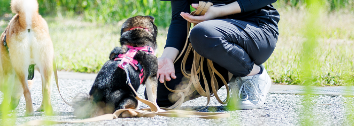犬の保育園