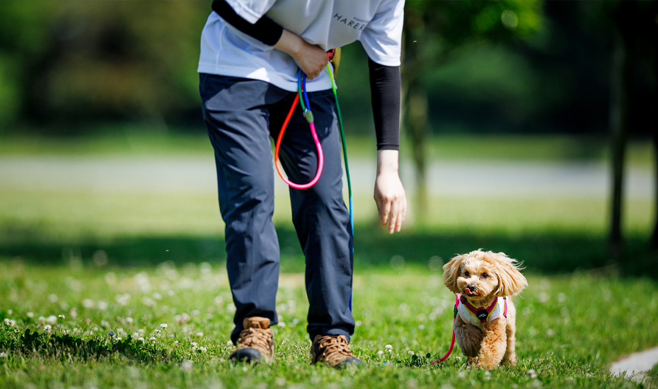 犬の個人レッスン