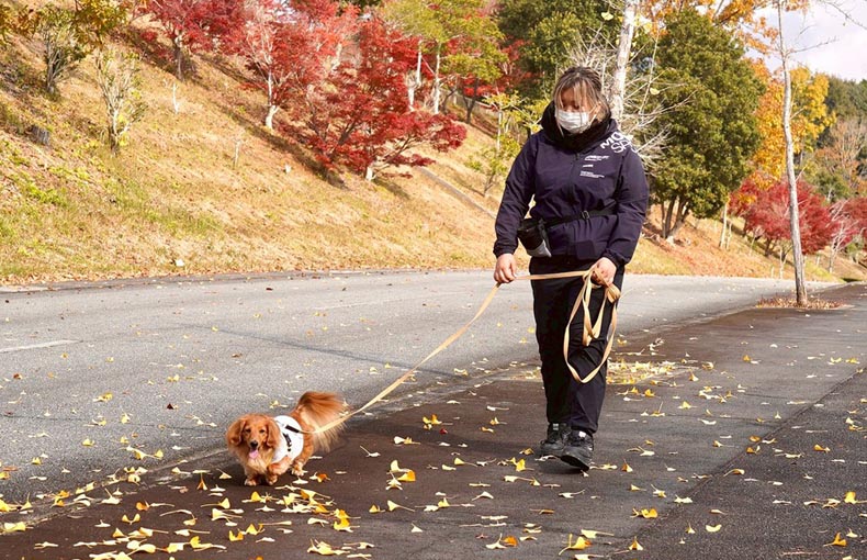 トレーナーと犬の散歩