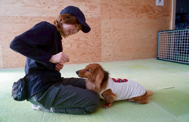 犬と宝探しゲーム