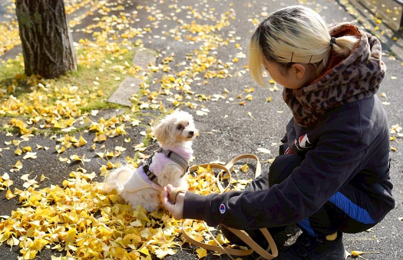 犬は歩くだけでは疲れない