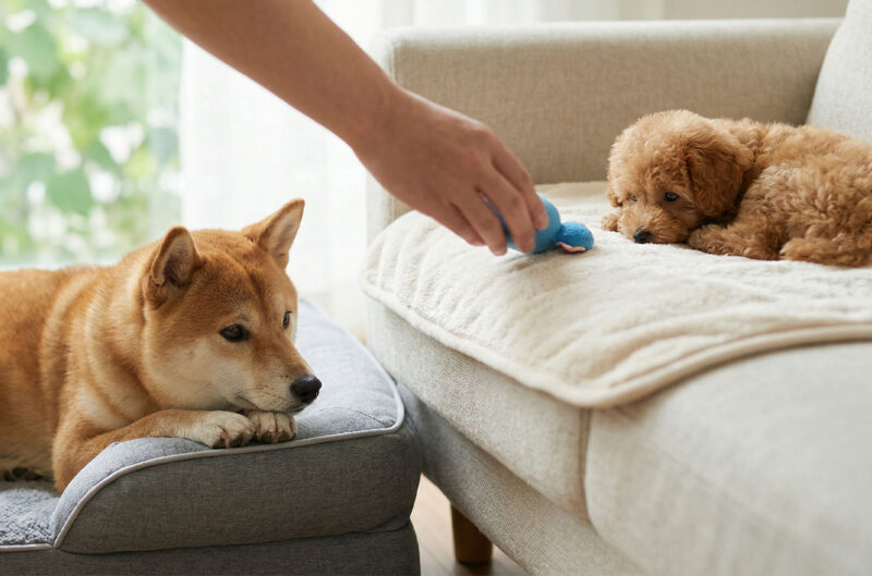 他頭飼いについて考える vol.1